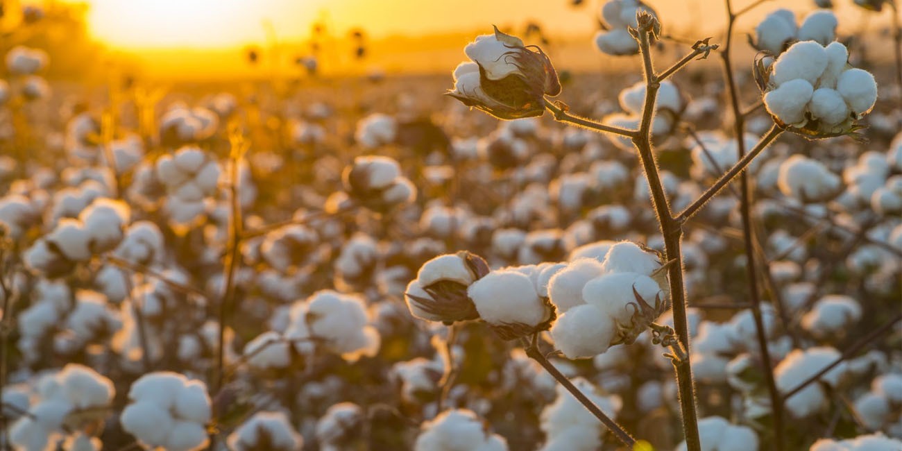 Why choosing ecofriendly fashion matters?